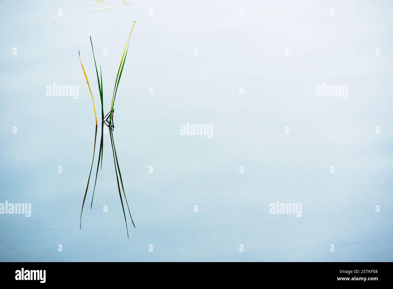 Cattail reeds reflected in still lake surface Stock Photo