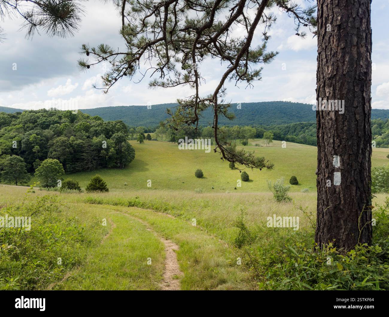 Foot Path Tree Footpath and tree with trail marker in grassy meadow Stock Photo - Alamy