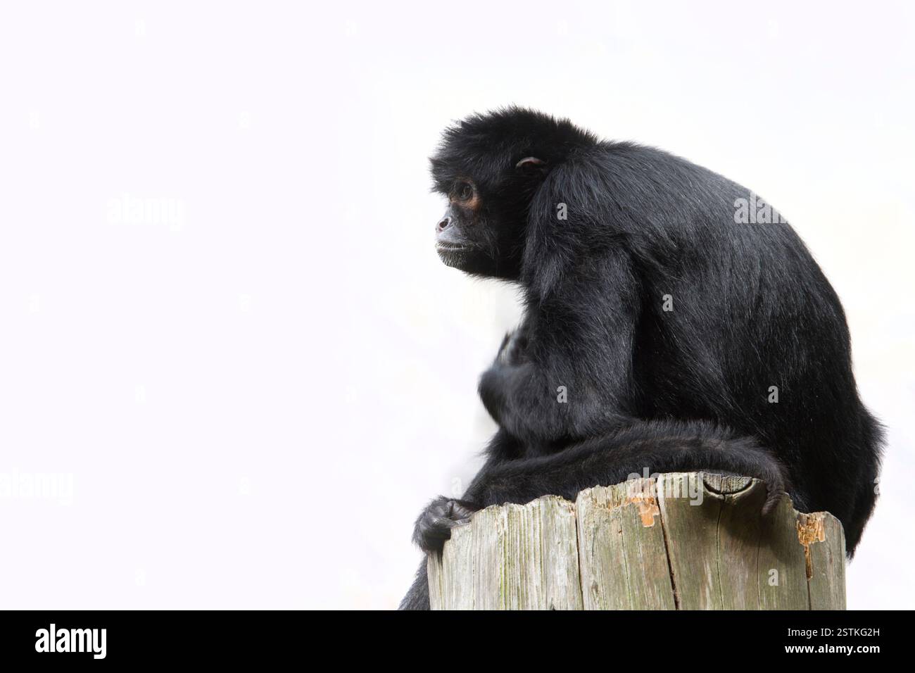 Black Spider Monkey ( Ateles paniscus Stock Photo - Alamy