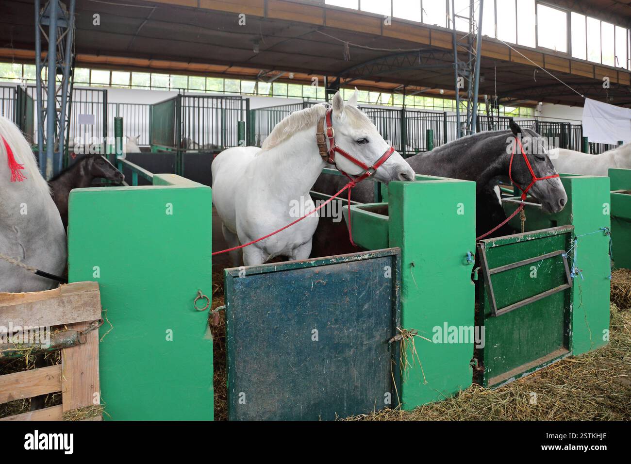 Stable hi-res stock photography and images - Alamy