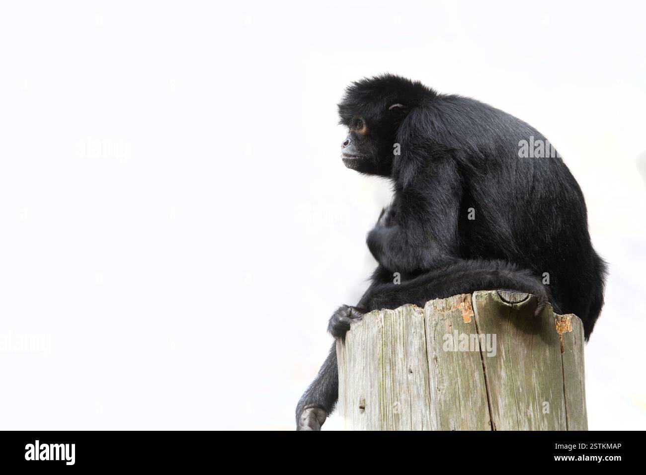 Black Spider Monkey ( Ateles paniscus Stock Photo - Alamy