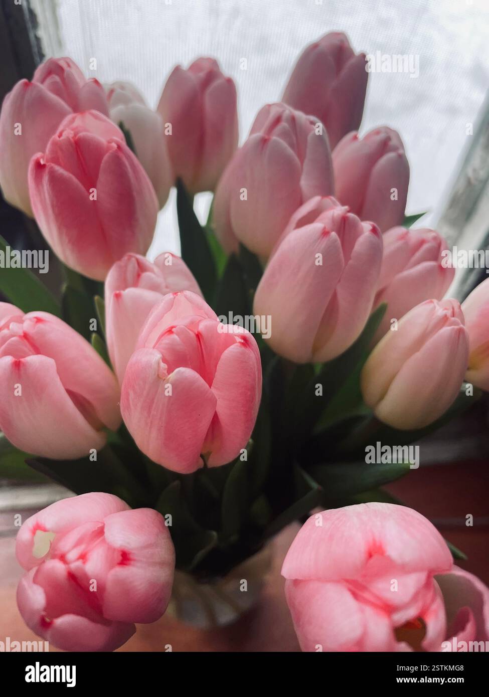 A lush bouquet of pink tulips arranged against a softly blurred background, bringing a touch of spring's beauty indoors. - Smartphone Captured Stock Image