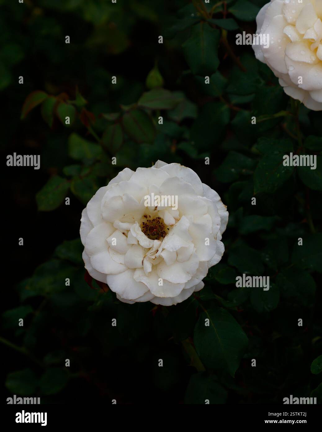 Closeup of the ivory white pink flower of the floribunda rose rosa french lace. Stock Photo