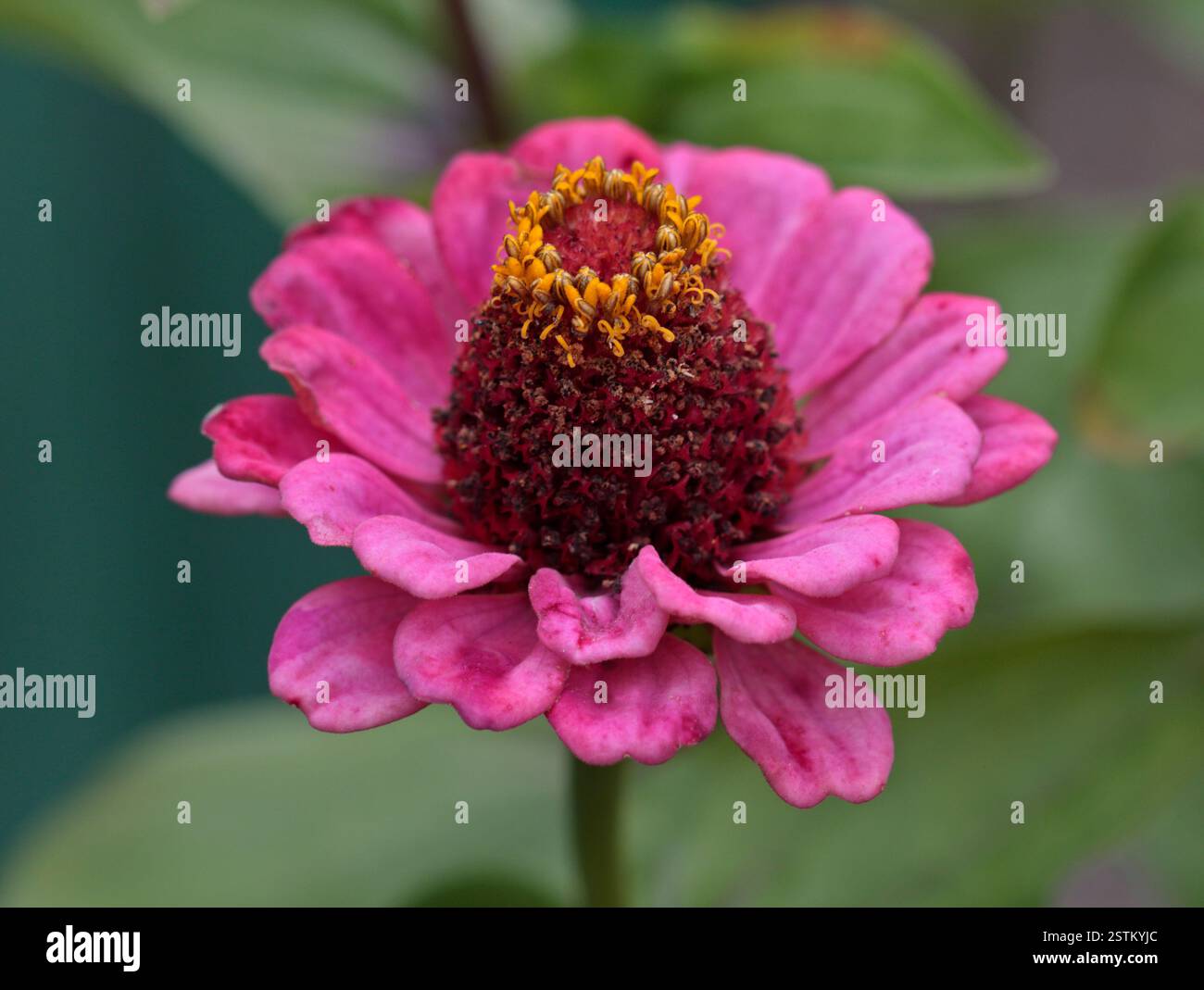 Zinnia Molotov Cocktail Stock Photo