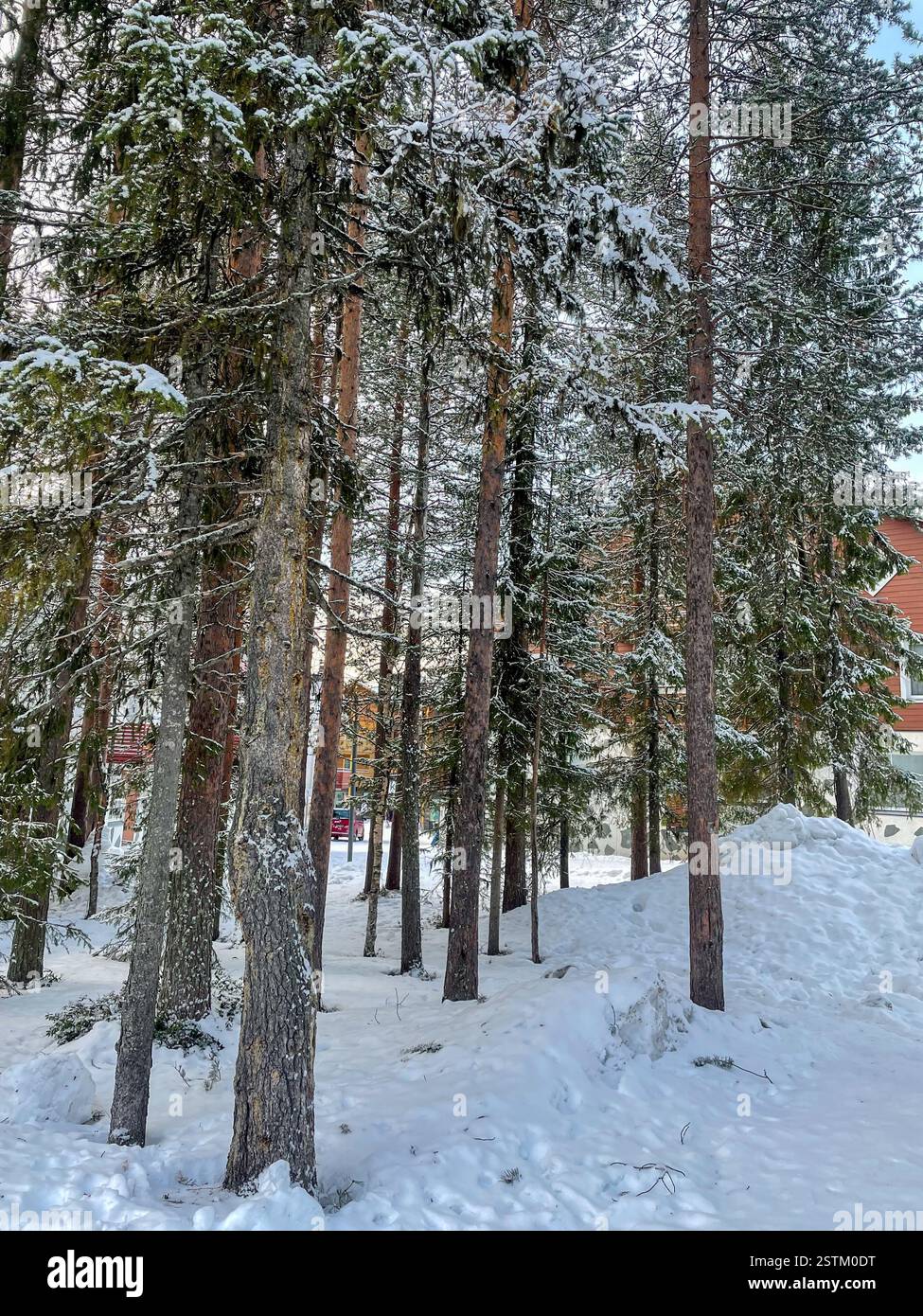 Snow-covered trees in Finnish Lapland in Levi - Smartphone Captured Stock Image