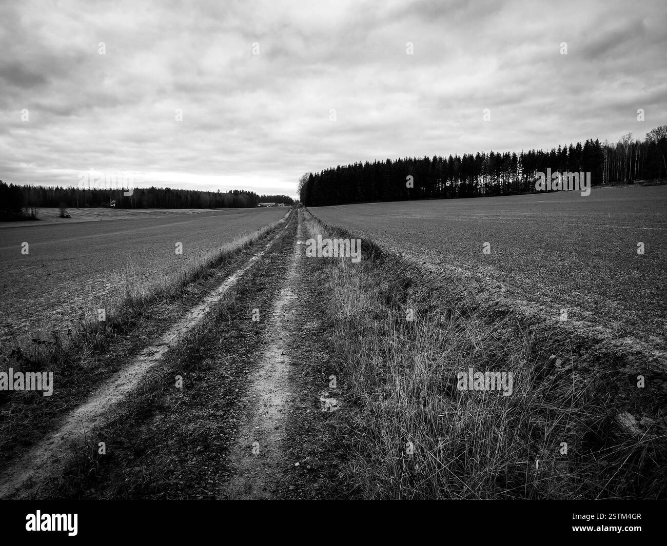 Dawn through grass field Black and White Stock Photos & Images - Alamy