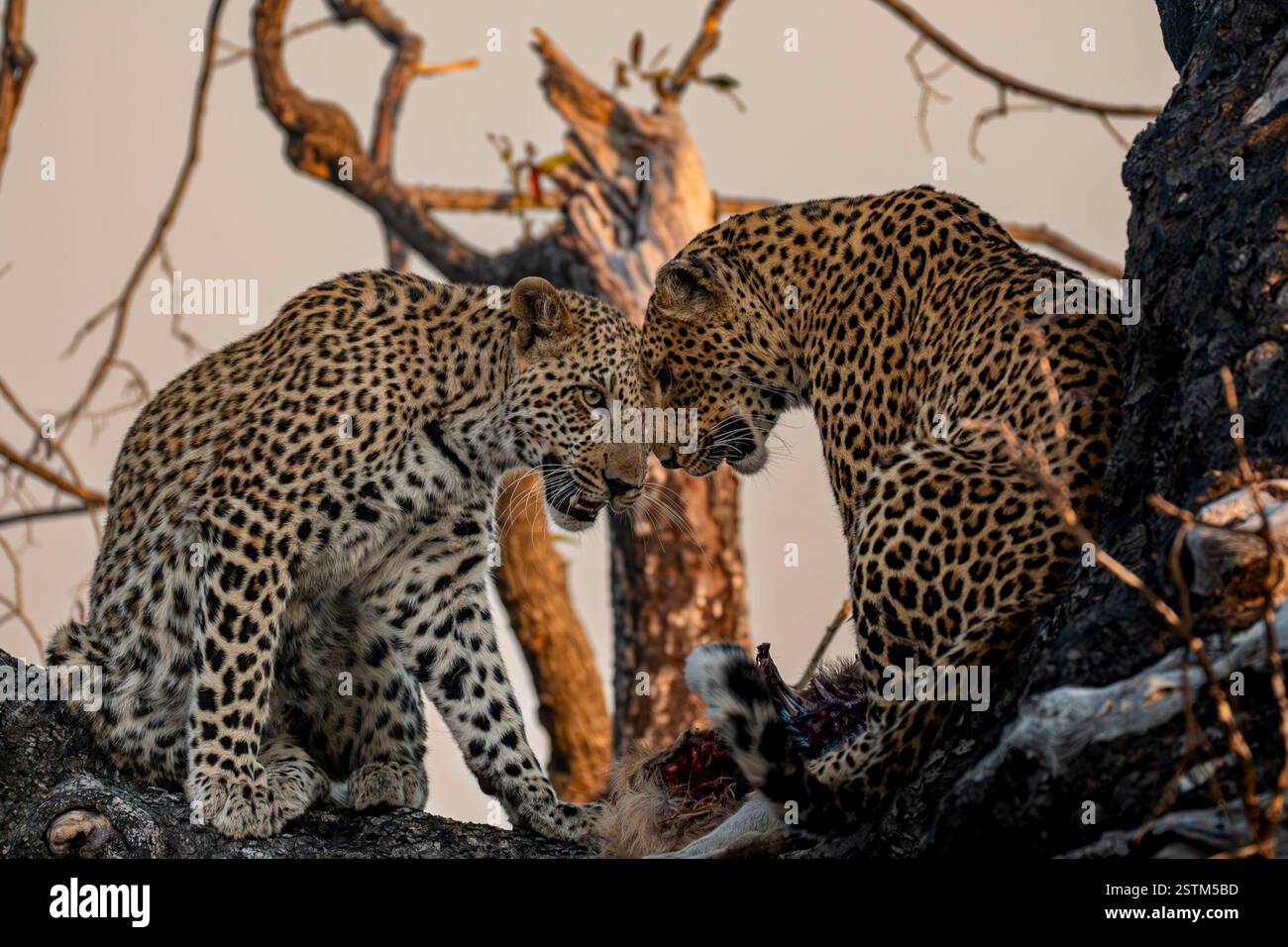Leopardi (Panthera Pardus) su un albero si contendono la preda  - Botswana - Riserva privata Stock Photo