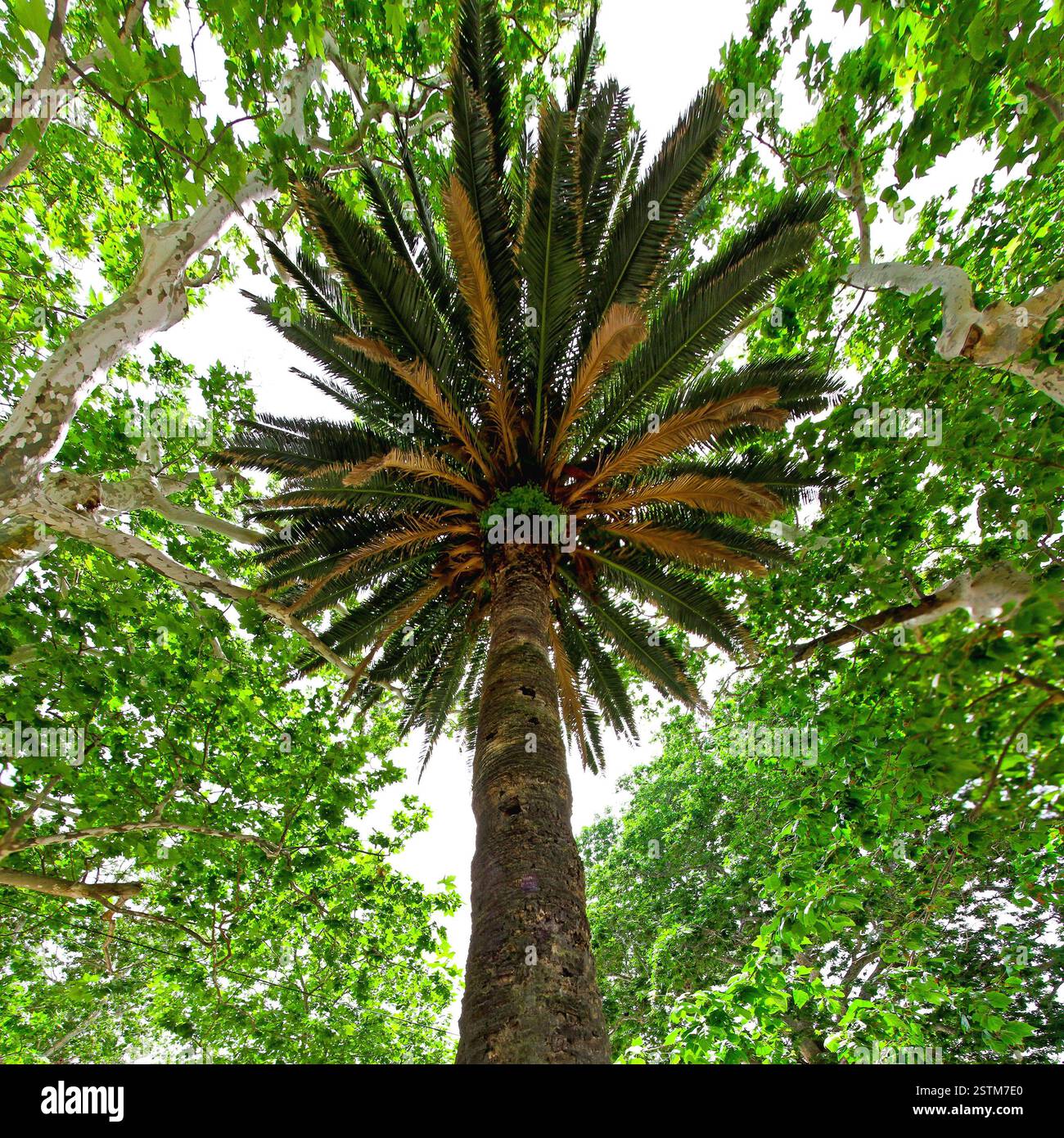 Big palm tree surrounded with green leaves hi-res stock photography and ...