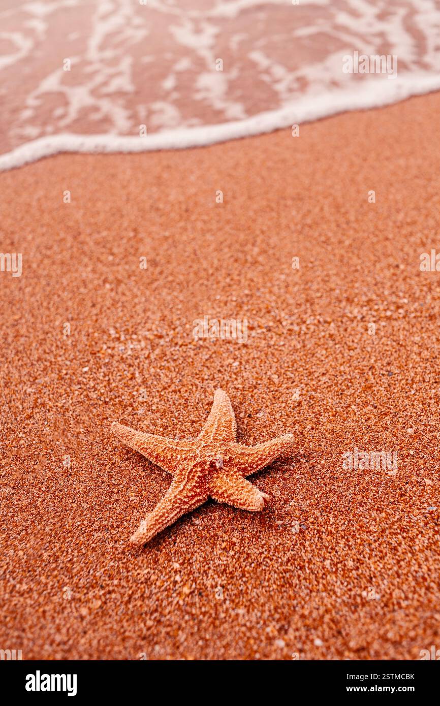 Starfish lying on sand and soft surf wave on background Stock Photo