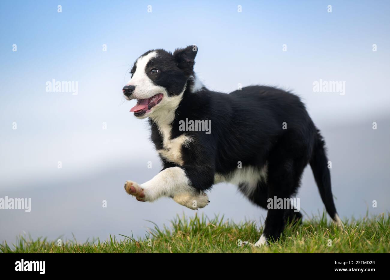 Border Collie sheepdog puppy enjoying some exercise out in a field. North Yorkshire, UK. Stock Photo