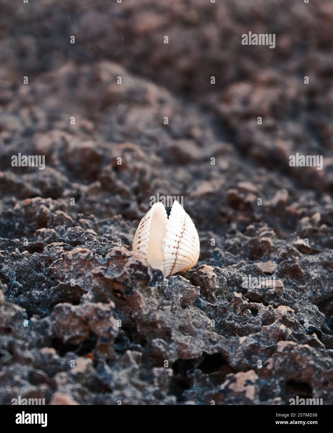 Acallop-shell with open valves lying on encient eroded rock in twilight ...