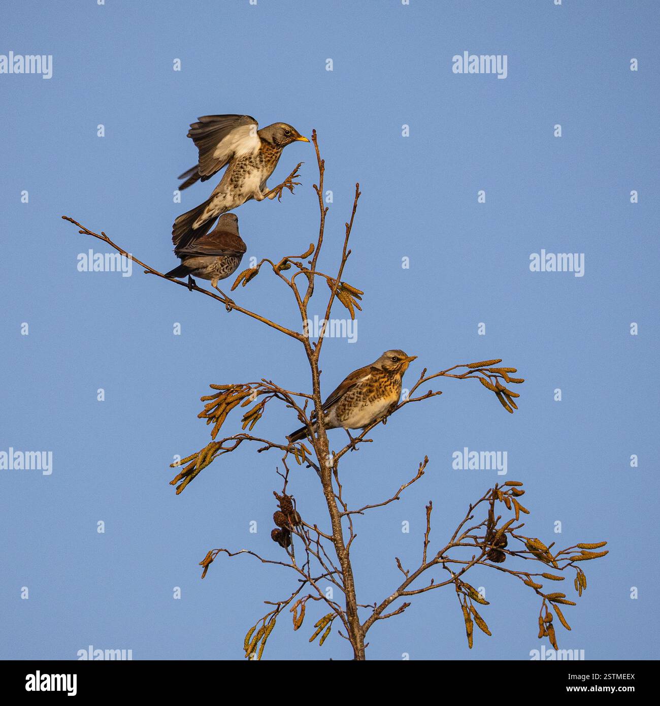 Fieldfare flock flying hi-res stock photography and images - Alamy