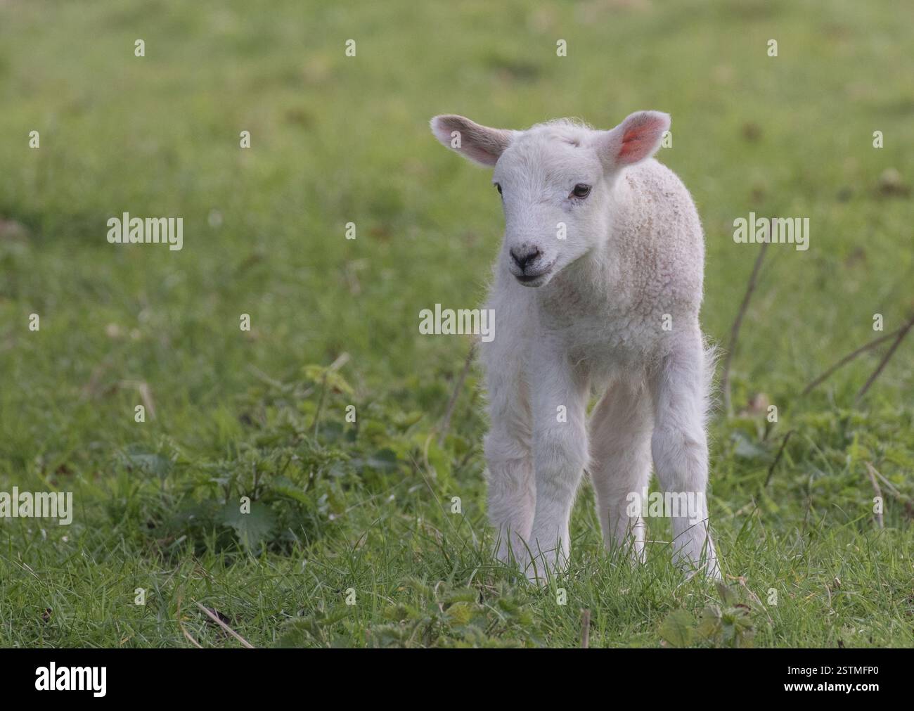 Signs of spring and cuteness overload. A little white wooly lamb ...