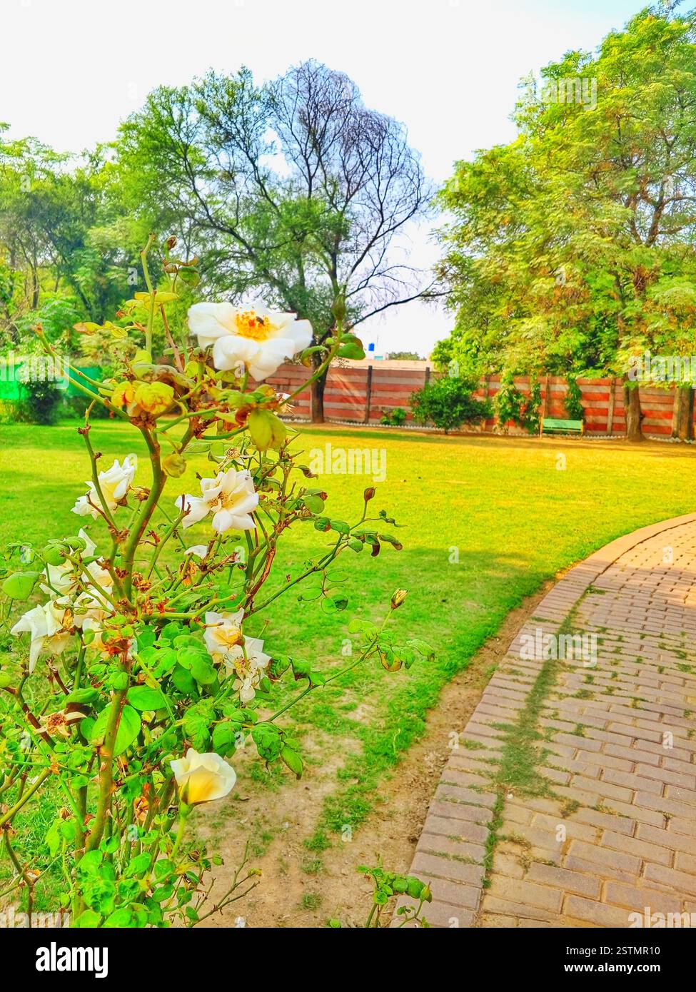 white beautiful roses in a garden Stock Photo - Alamy