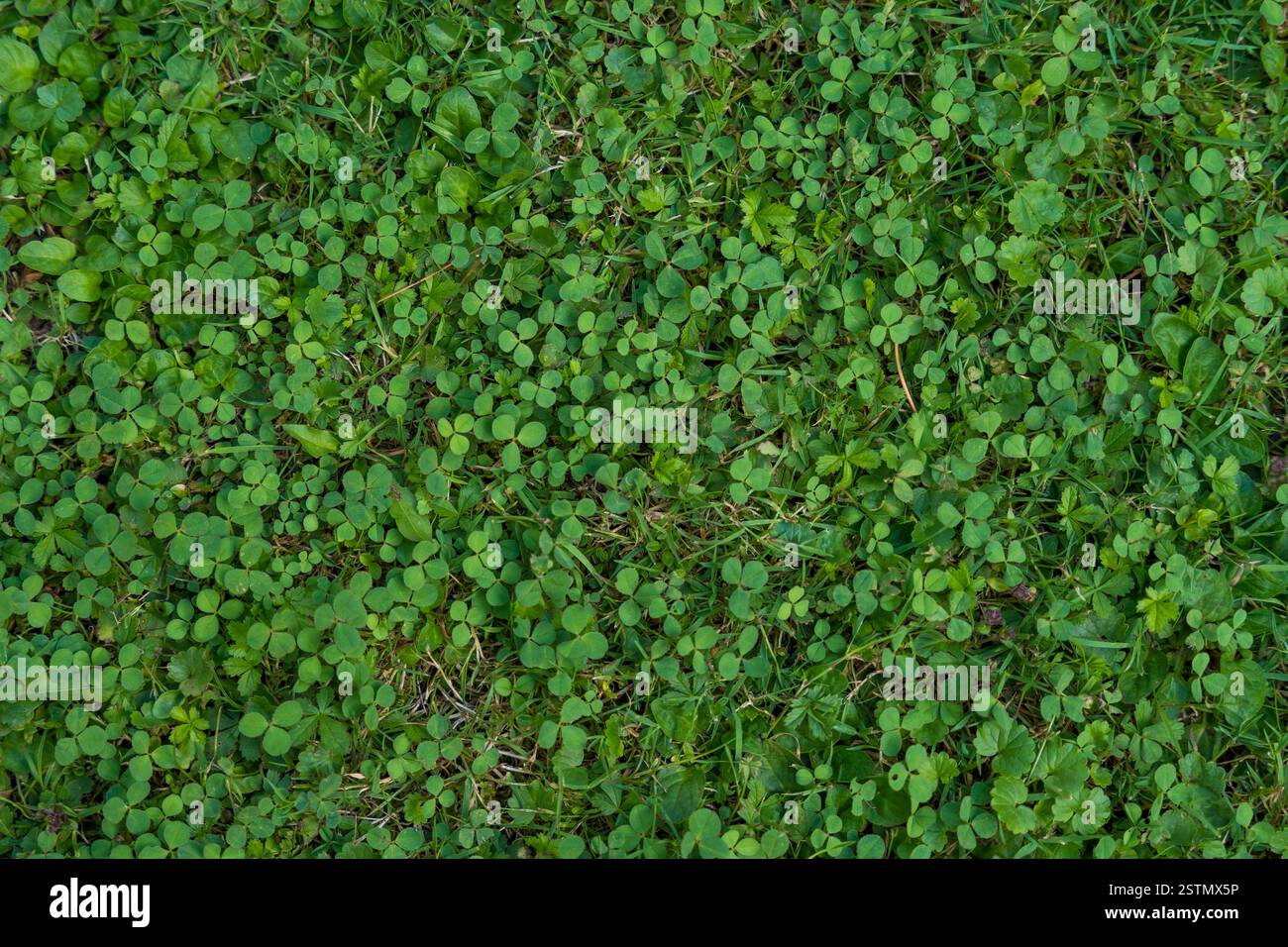 Green clover and grass texture for natural background Stock Photo