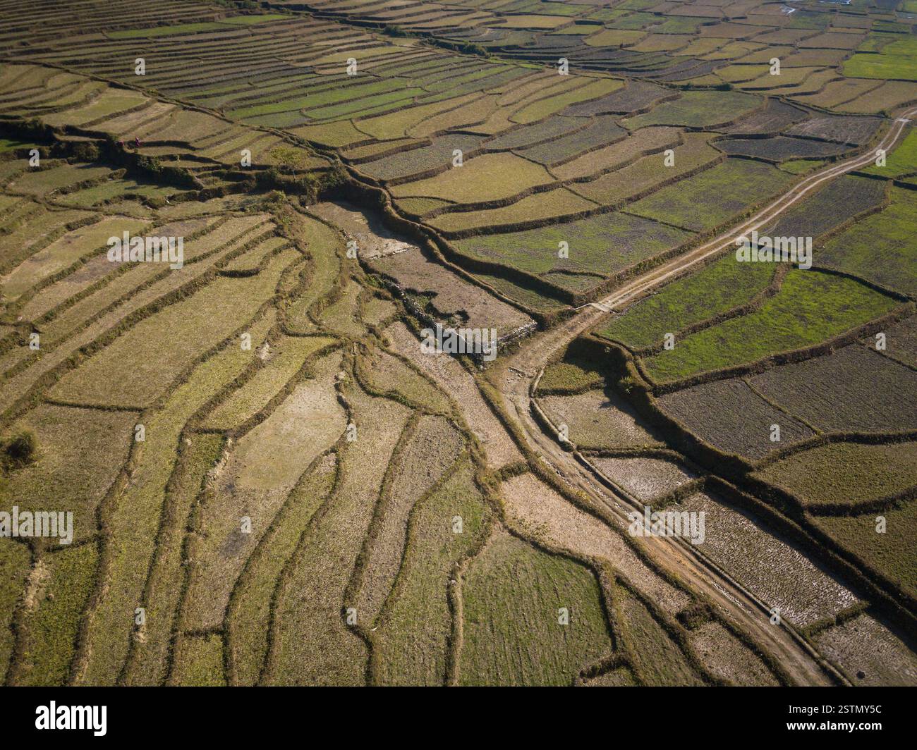 Aerial view of paddy fields Stock Photo - Alamy