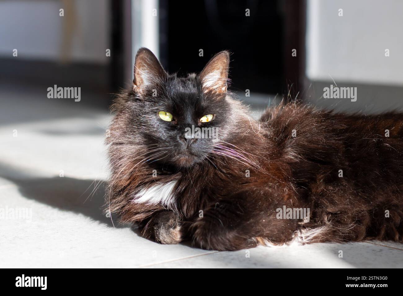 A sleek black cat with striking yellow eyes is comfortably laying on ...