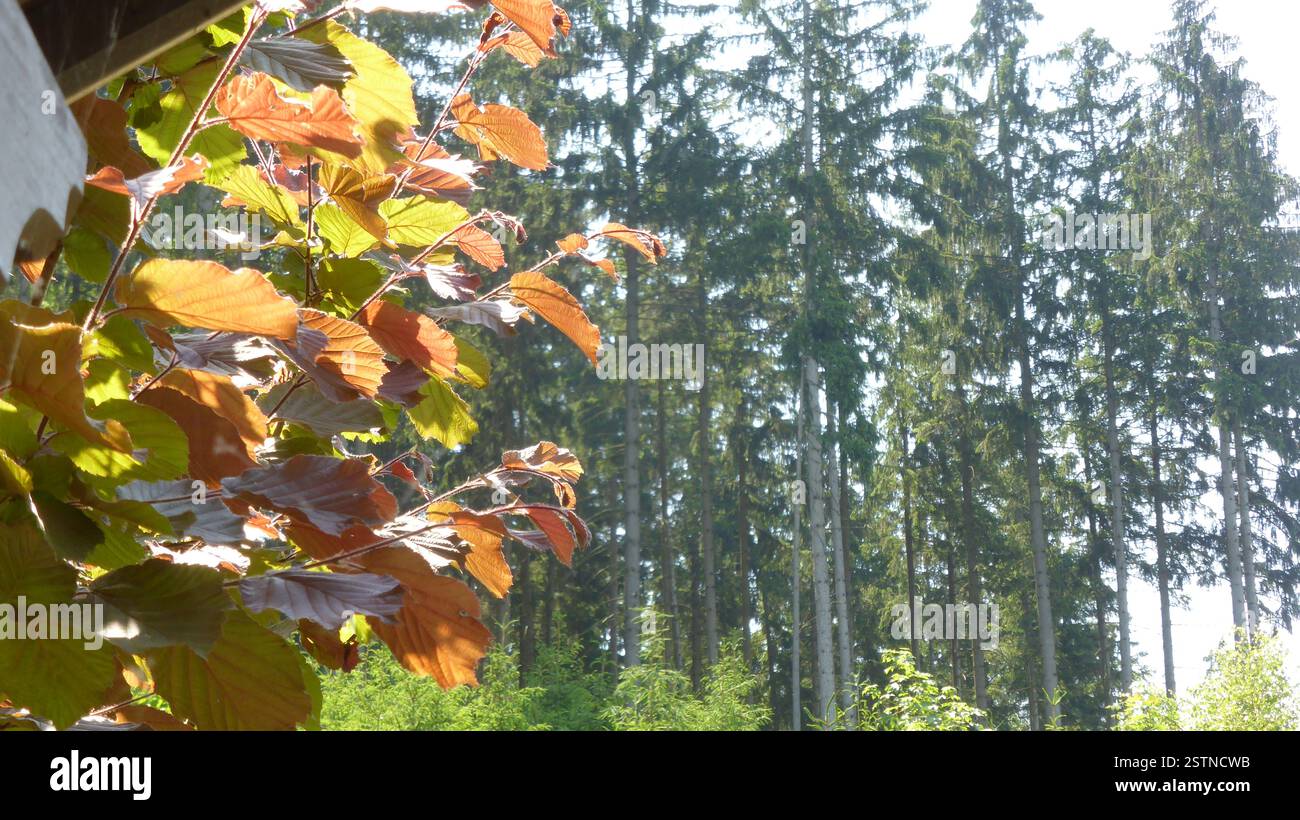 Summer wood leaves hi-res stock photography and images - Alamy