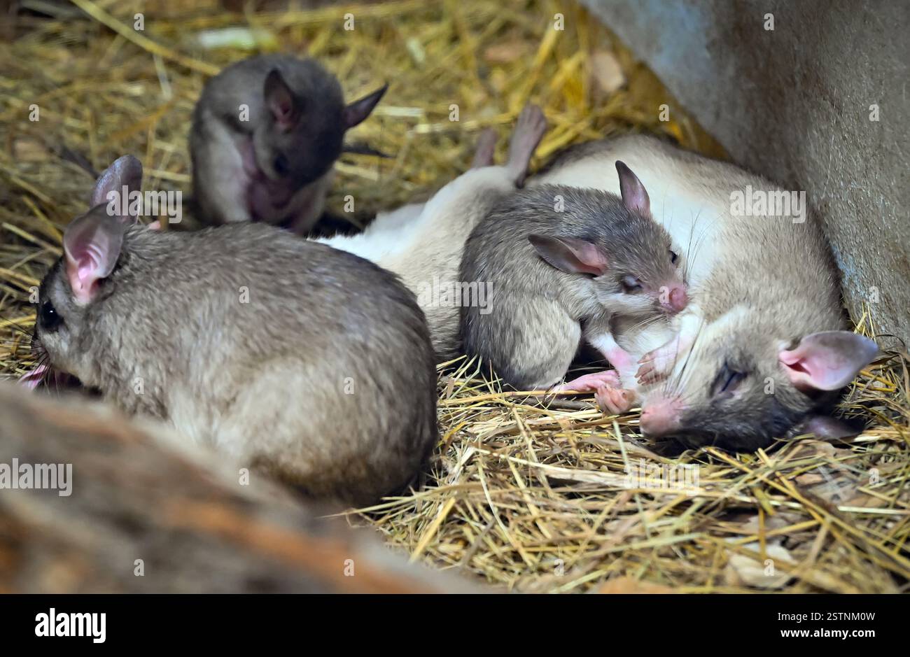 Jihlava, Czech Republic. 19th Feb, 2025. Malagasy giant rat (Hypogeomys