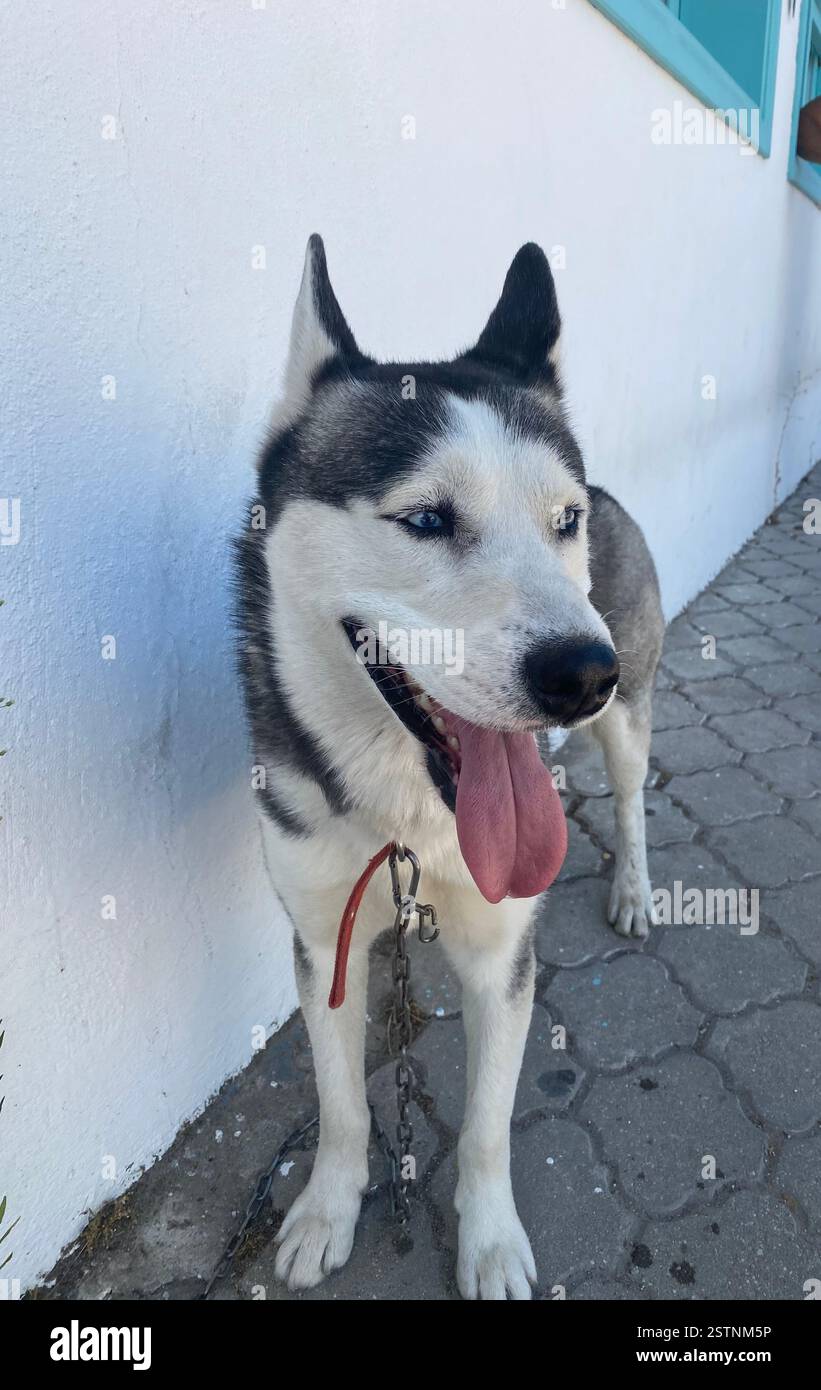 Beautiful black and white husky roaming the streets of Türkiye - Smartphone Captured Stock Image