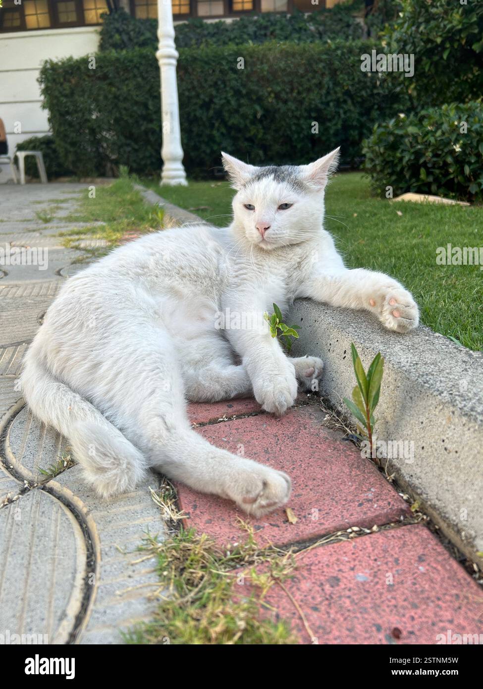 Super cute white cat relaxing on a curb in the streets of Marmaris, Türkiye - Smartphone Captured Stock Image
