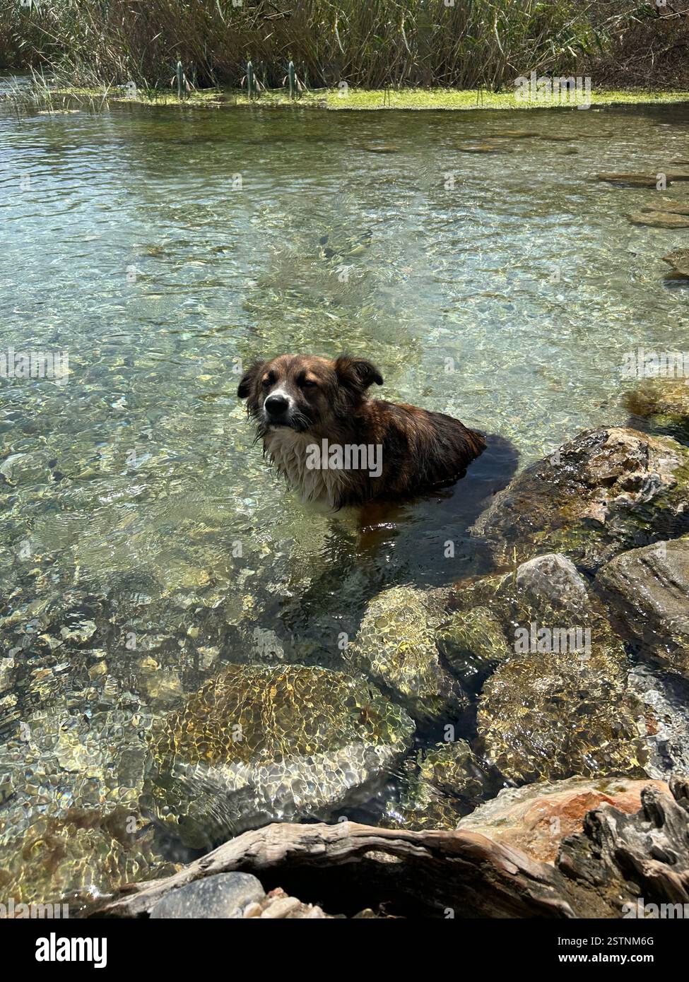 Adorable little dog cooling off in the cold waters of the Azmak river in Akyaka, Türkiye - Smartphone Captured Stock Image