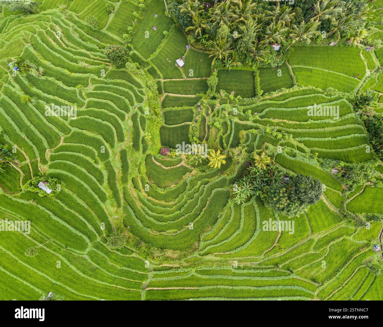 Aerial view of rice terraces in Bali, Indonesia Stock Photo - Alamy