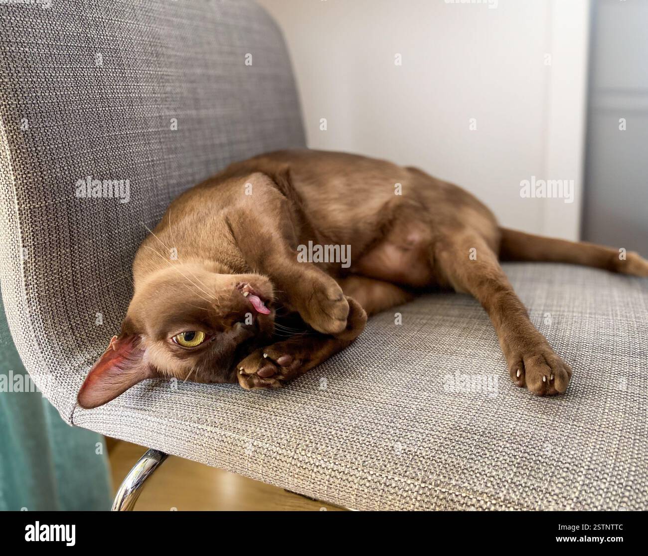 Young burmese cat laying on the chair Stock Photo