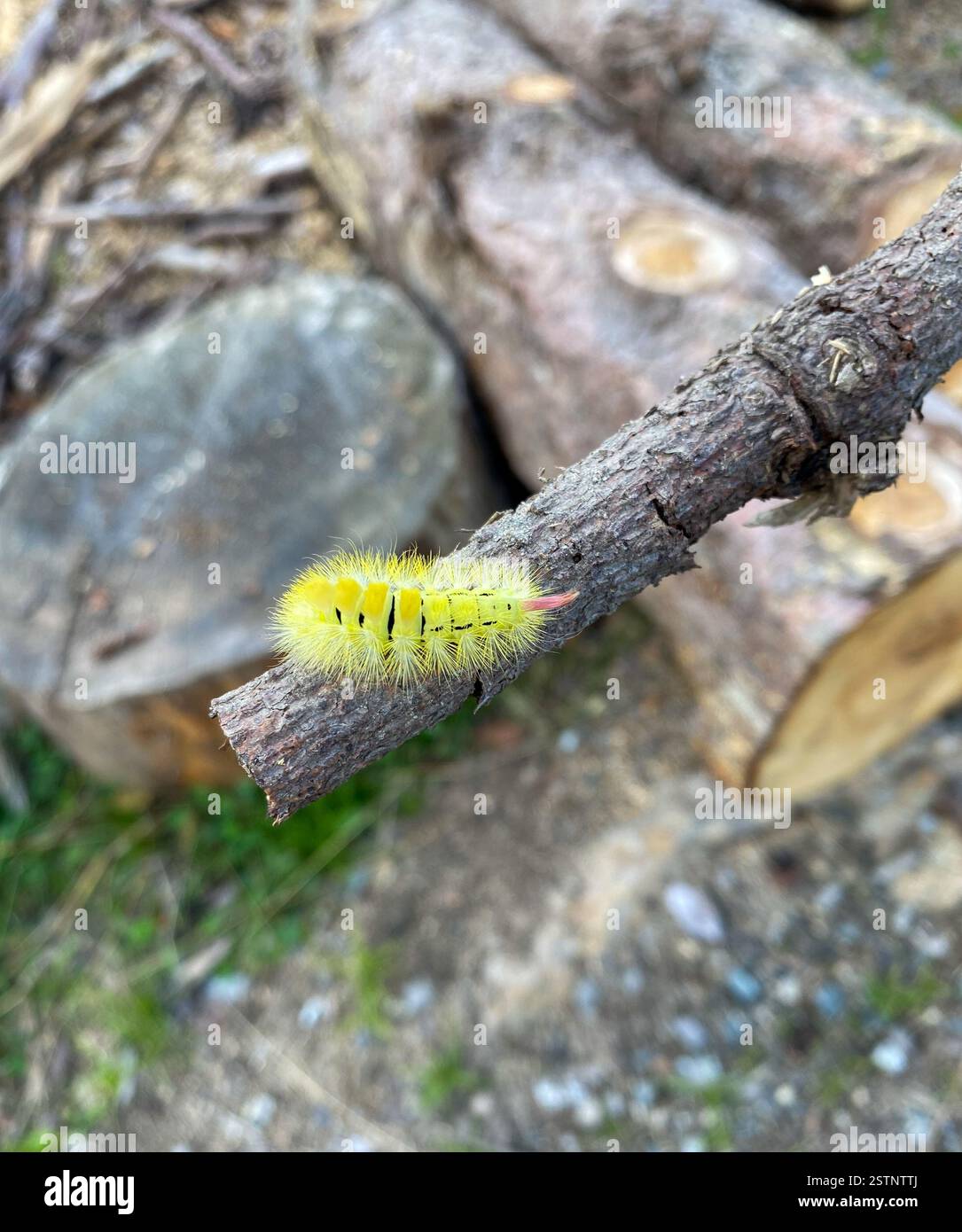 caterpillar of the Pale Tussock Moth (Calliteara pudibunda) - Smartphone Captured Stock Image