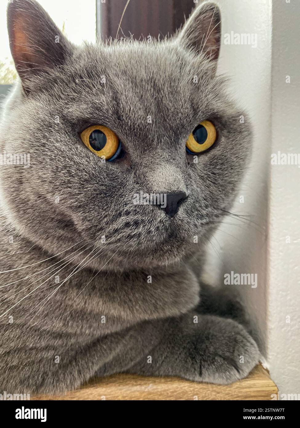 Cute funny british shorthair cat on grey background. portrait. - Smartphone Captured Stock Image