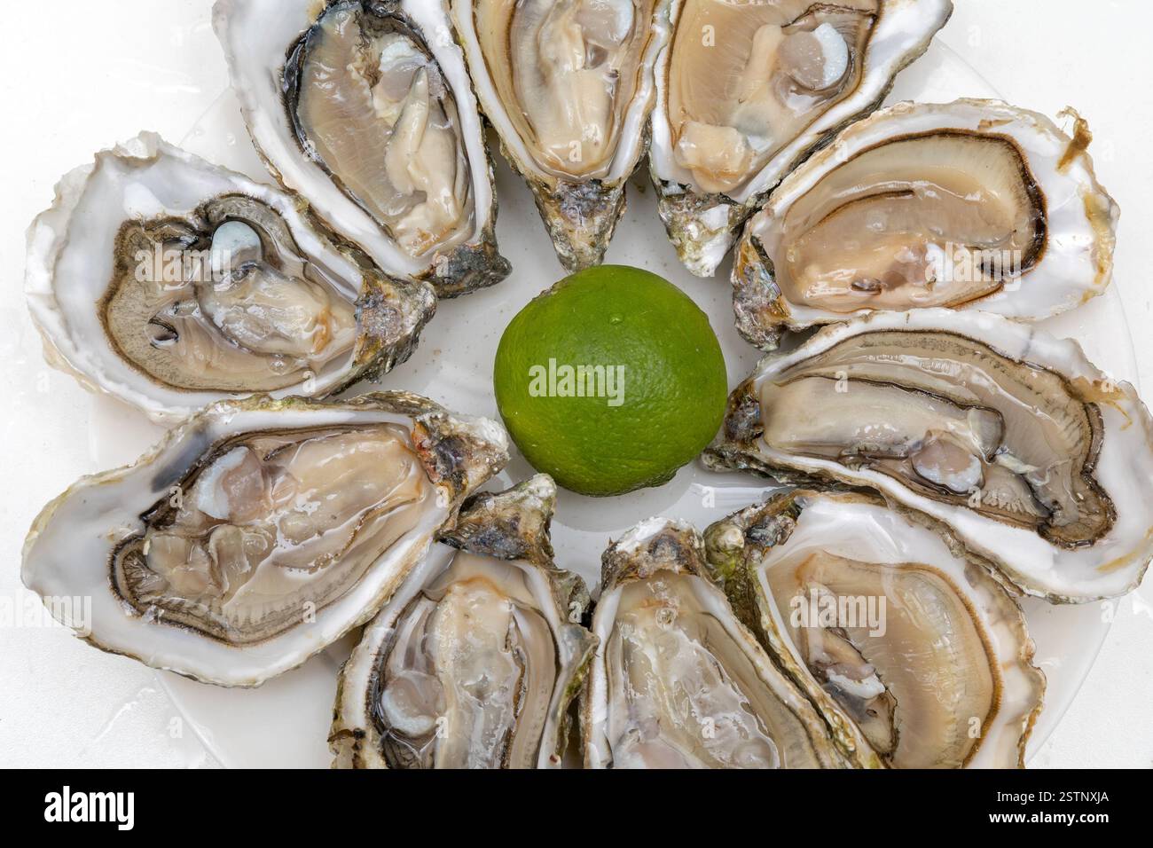 Oysters Delicacy Stock Photo