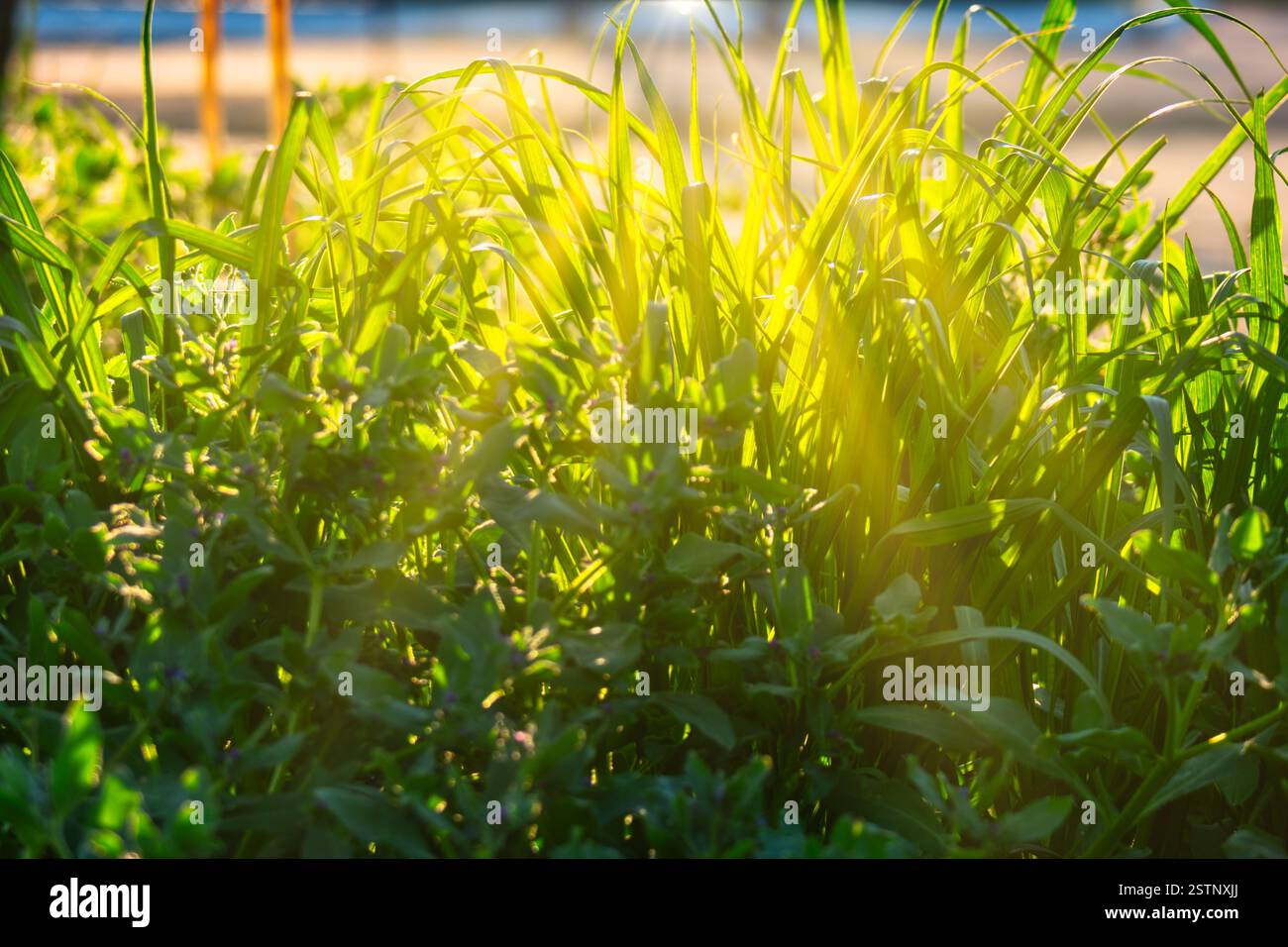 Green grass texture blades hi-res stock photography and images - Alamy