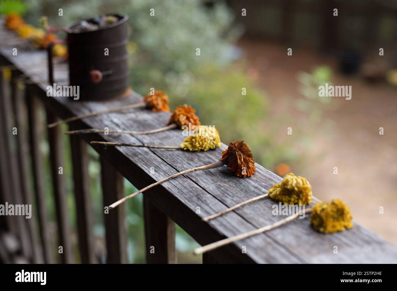 Wood rail fence flowers hi-res stock photography and images - Alamy