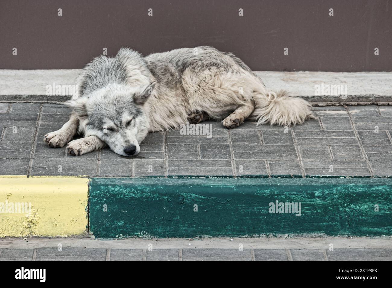 cute-dog-sleeping-on-street-hi-res-stock-photography-and-images-alamy