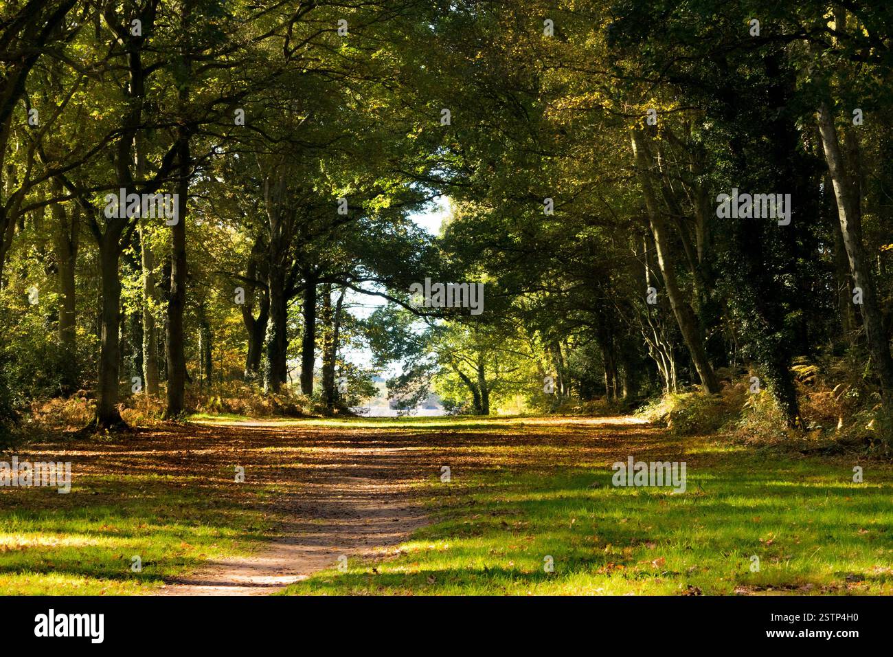 Avenue of tall old leafy trees with wide pathway in dappled summer sun ...