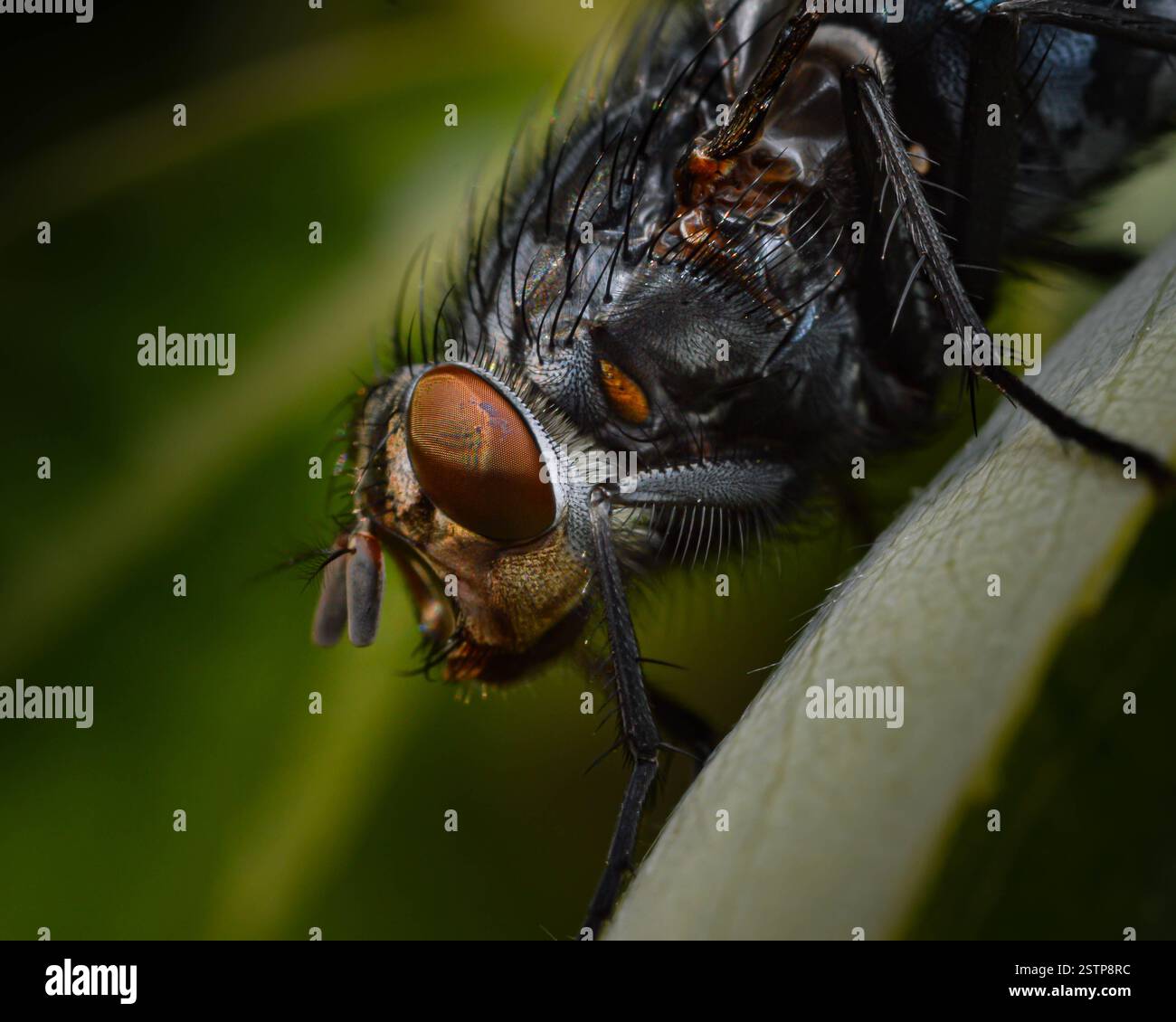 Common housefly (Musca domestica) in my garden. Photo taken with Nikon D3200 and Venus Laowa 60 mm macro lens. Stock Photo