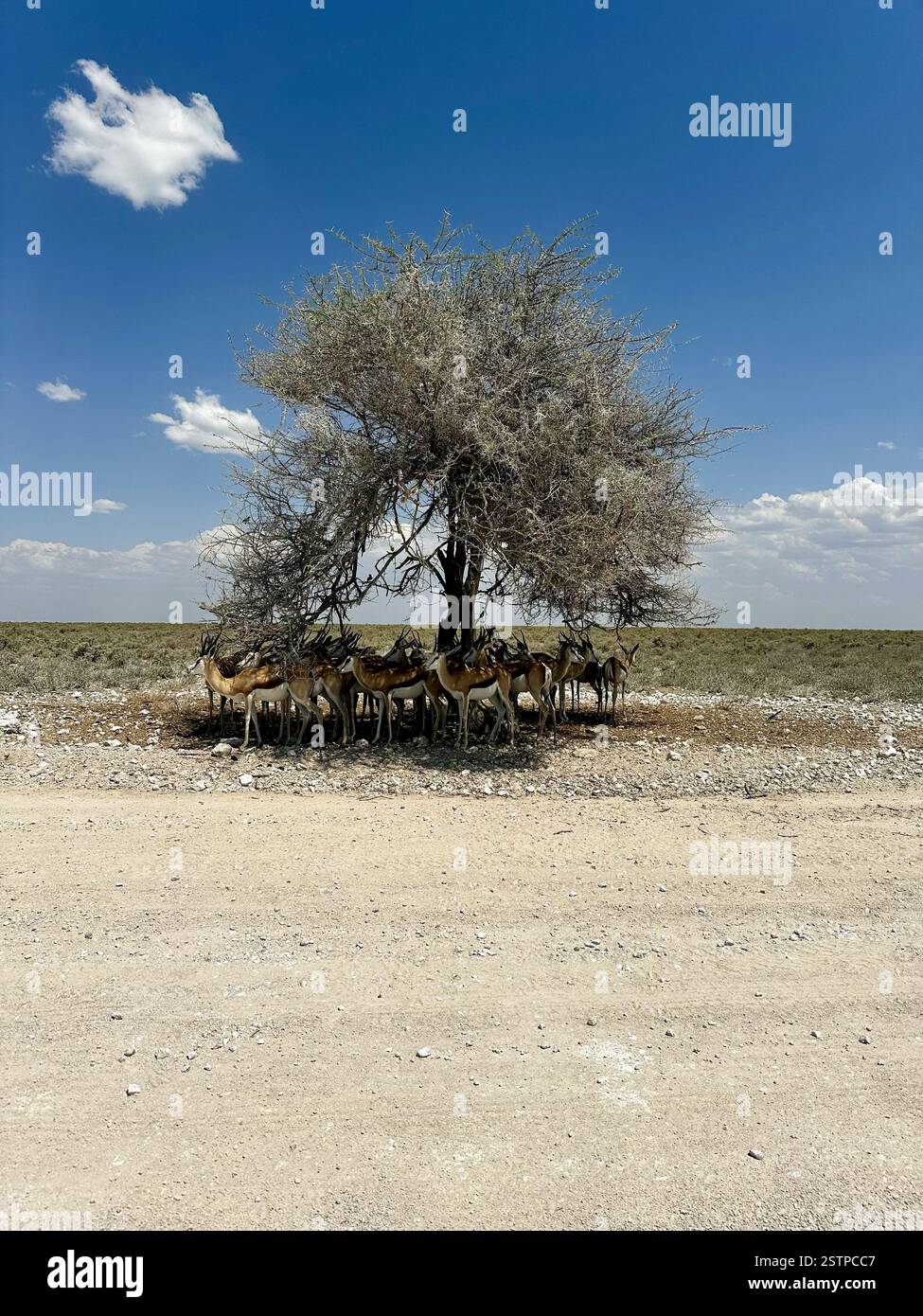 A herd of springbok (Antidorcas marsupialis) find refuge from the midday sun beneath a lone tree in Etosha National Park, Namibia. - Smartphone Captured Stock Image