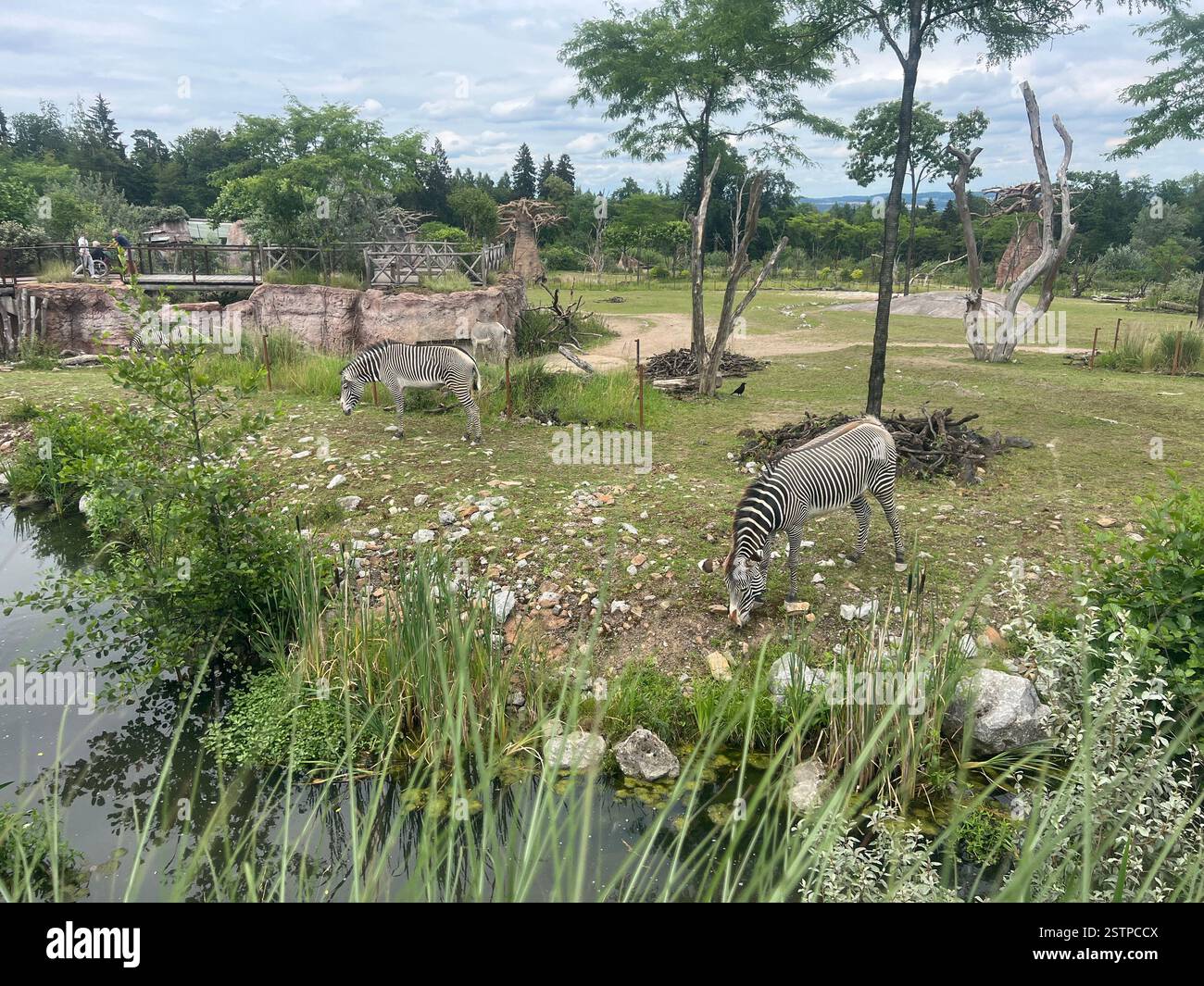 Two zebras grazing in a lush, green zoo enclosure under a cloudy sky. - Smartphone Captured Stock Image