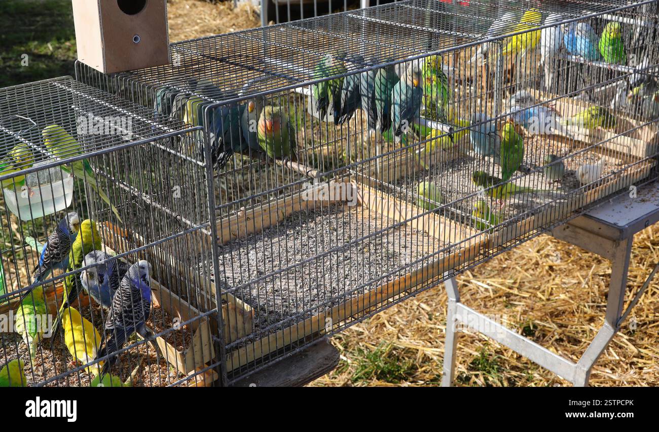 Picture of many budgies birds and macaw parrots with colorful plumage inside the ...