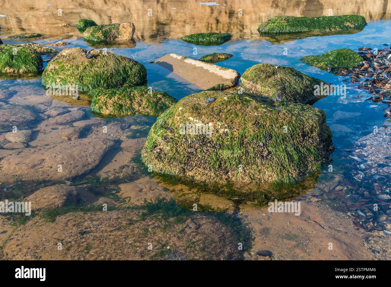 Algae shells hi-res stock photography and images - Alamy