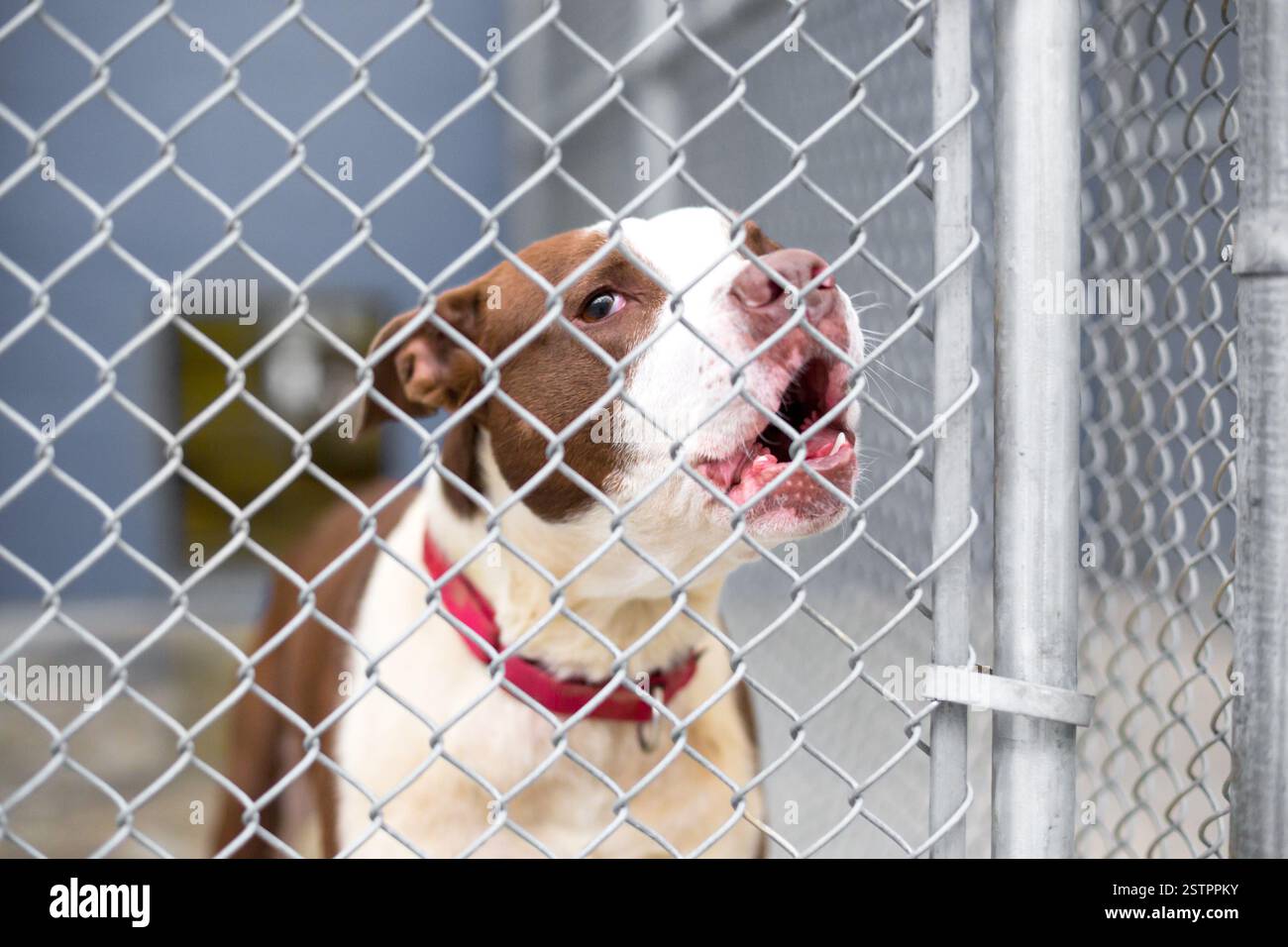 A sad Pit Bull Terrier mixed breed dog in an animal shelter kennel Stock Photo