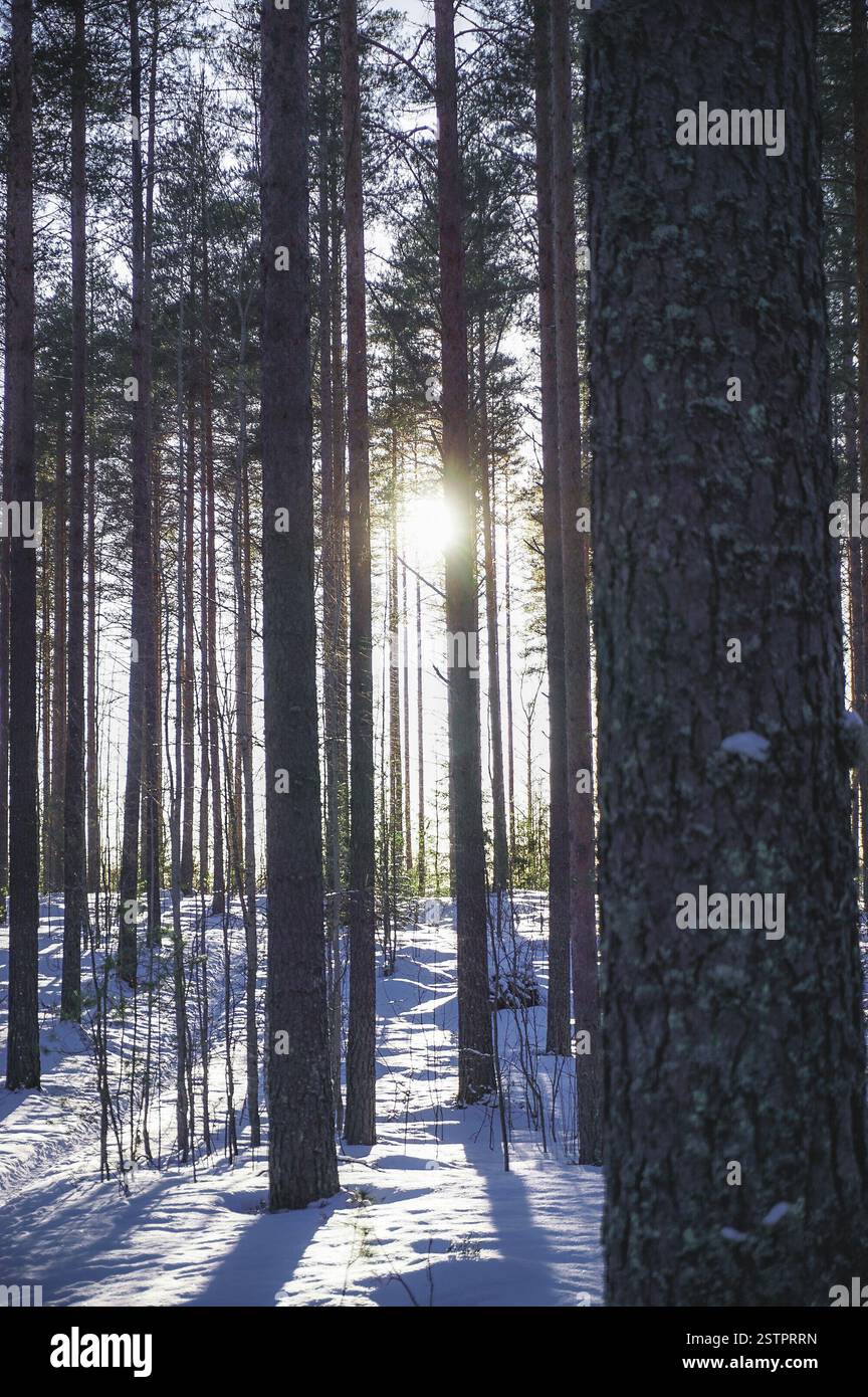 Winter landscape with snow covered forest Stock Photo