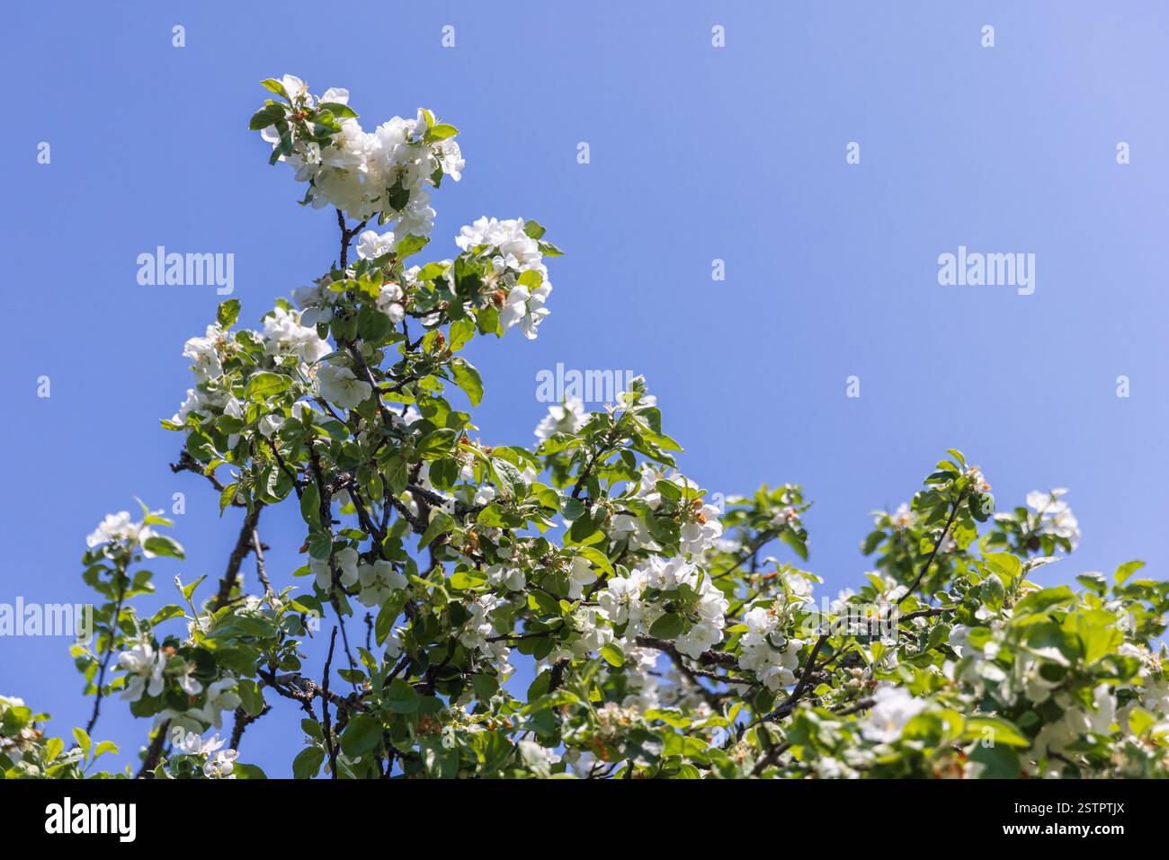White apple blossoms blooming on a tree branch in springtime under blue sky. The image highlights freshness, nature, and the beauty of spring Stock Photo