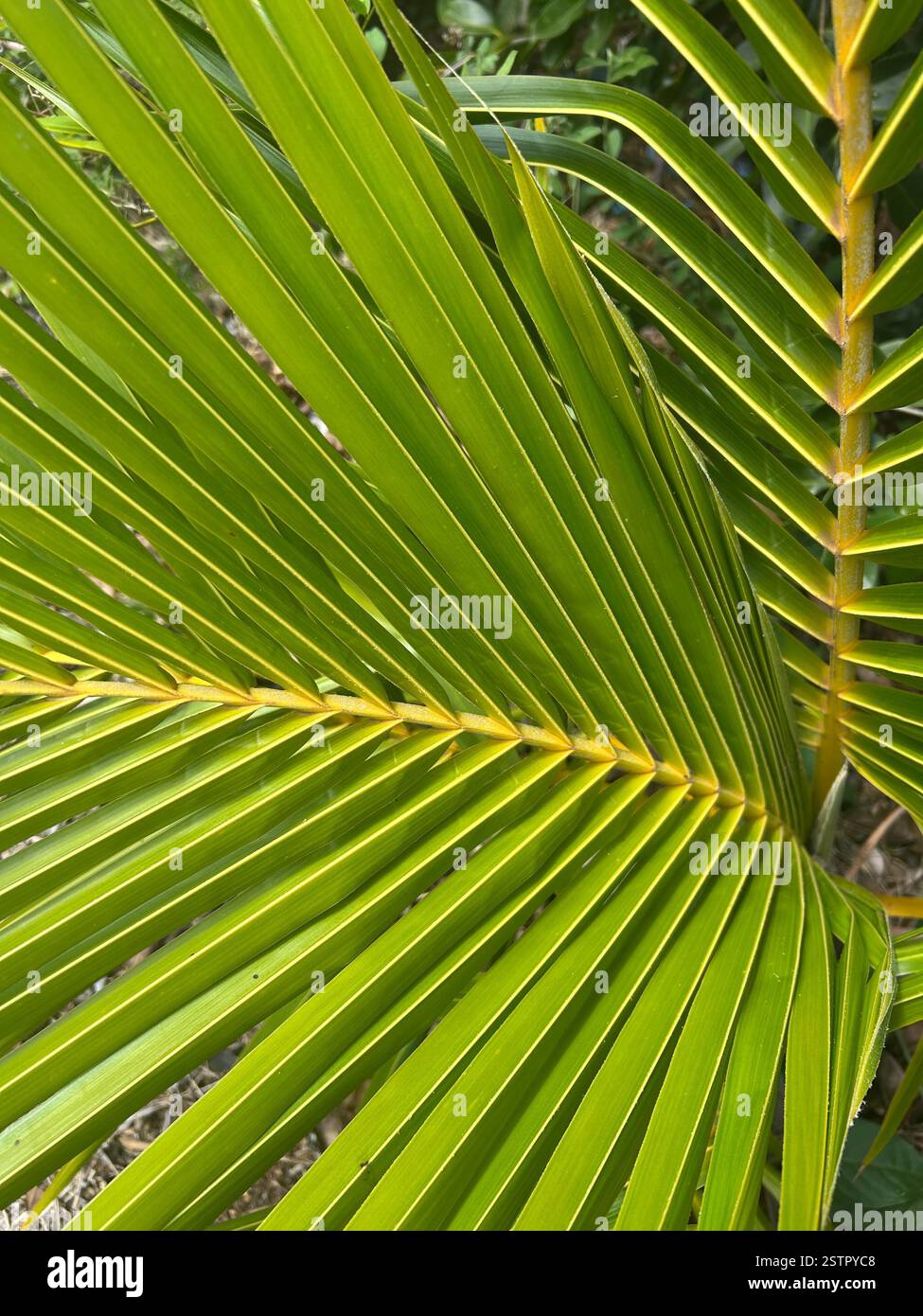 A green palm leaf showcasing the natural beauty of Hawaii's flora - Smartphone Captured Stock Image