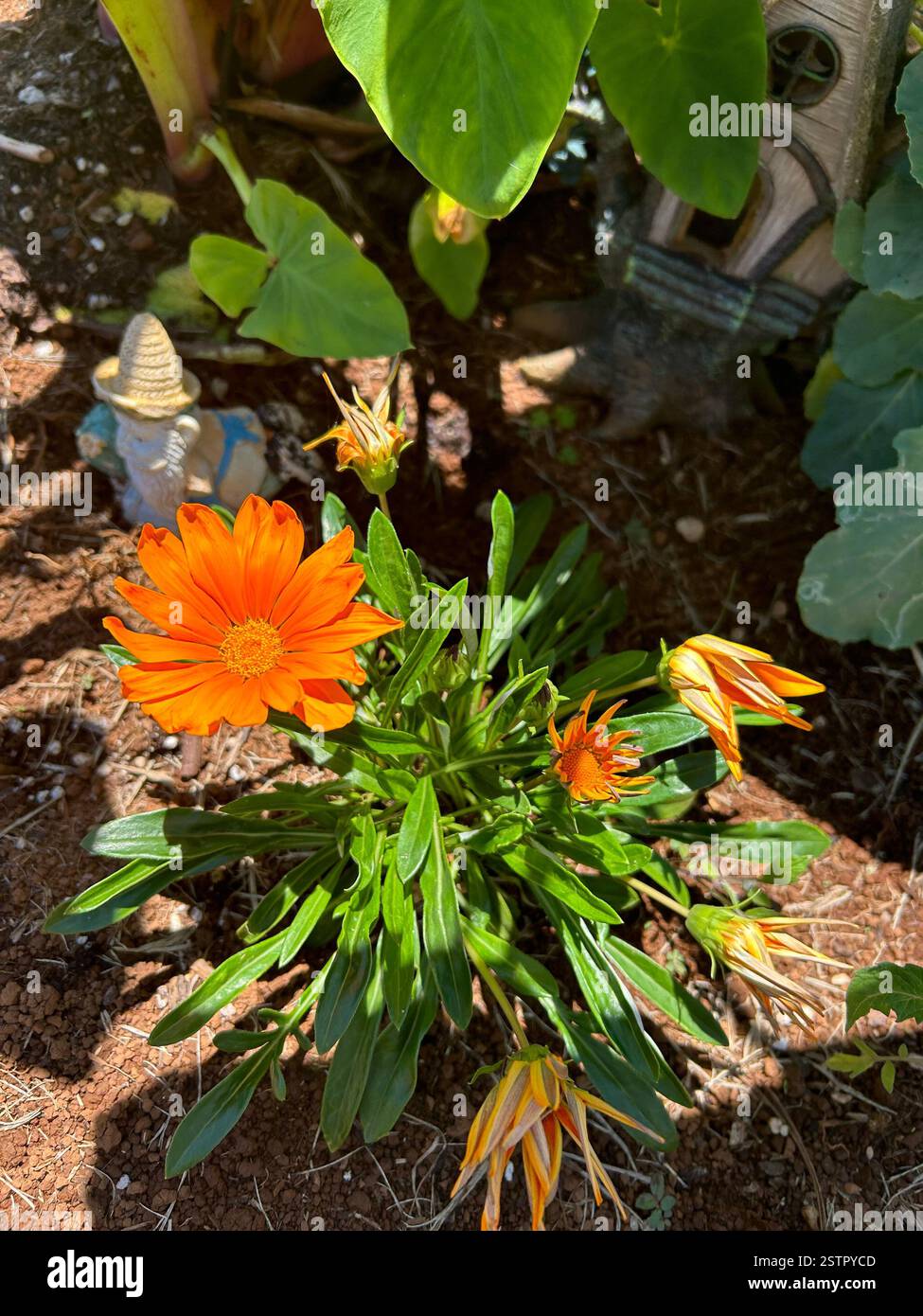 A vibrant orange flower in full bloom - Smartphone Captured Stock Image