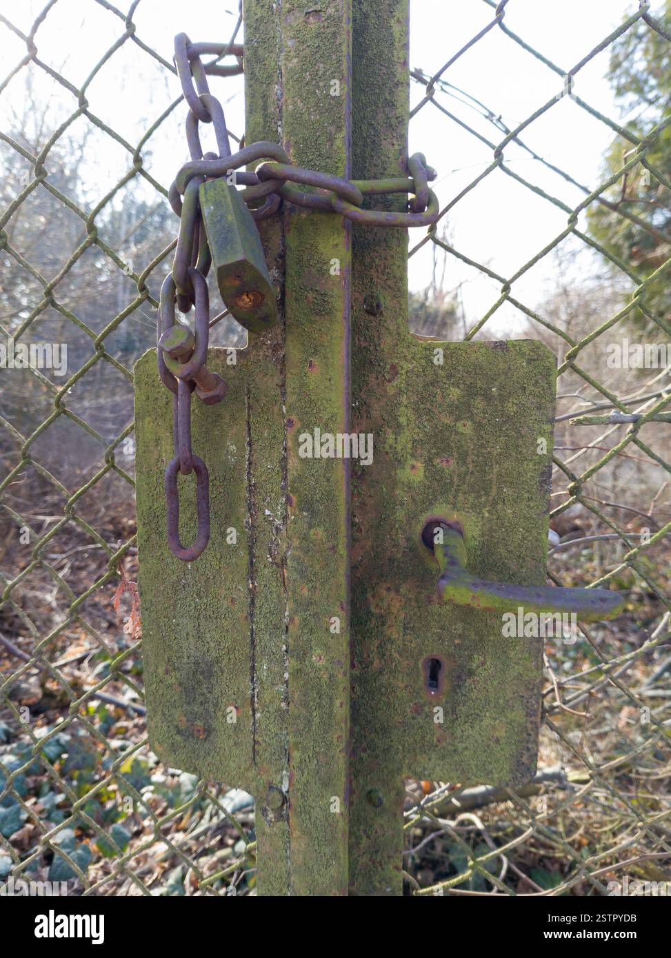 Old Rusty Padlock and Chain on Mossy Metal Gate Stock Photo