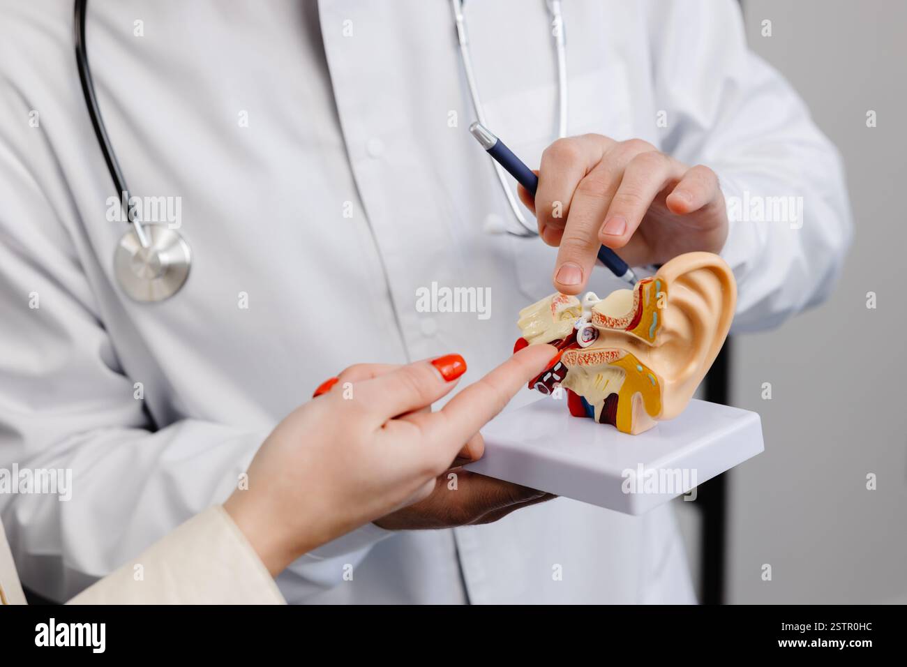 A young attractive otolaryngologist doctor shows a mock-up of an ear ...