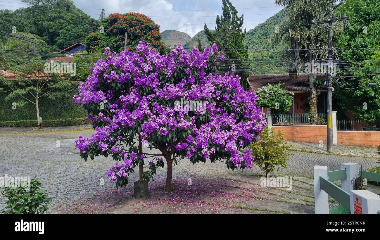 This stunning image showcases a tree in full bloom, covered in a breathtaking cascade of vibrant purple flowers. - Smartphone Captured Stock Image