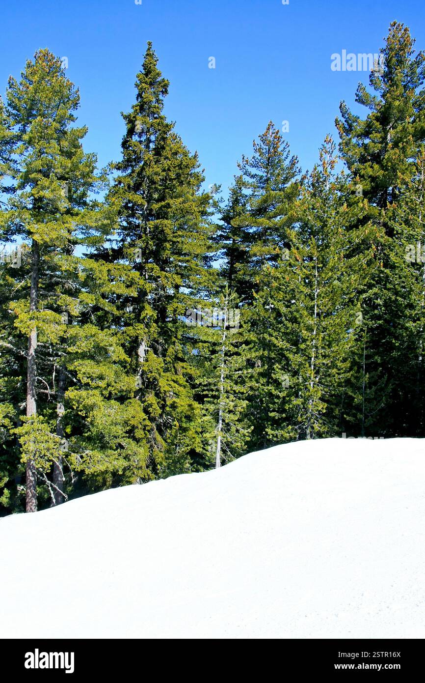 Rural evergreen trees hi-res stock photography and images - Alamy