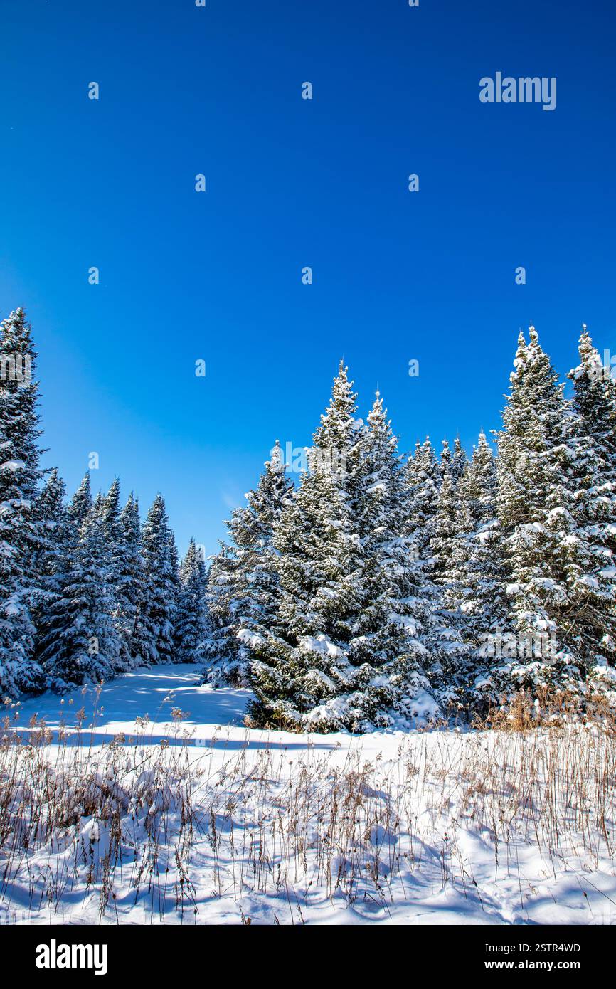 Wisconsin pine trees covered with snow after a February snow storm ...